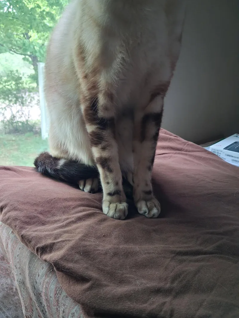 Luca The Bengal thumbnail 6