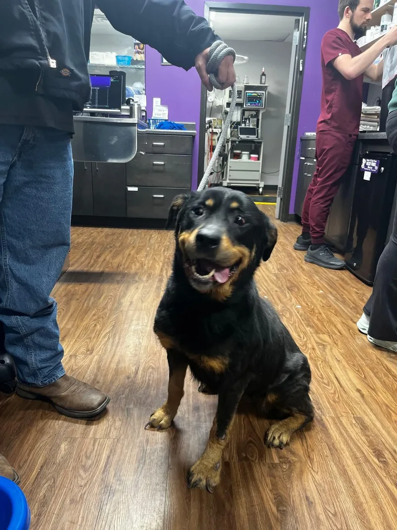 An adult large-sized female Rottweiler dog named Brandie for adoption in St. Louis, MO
