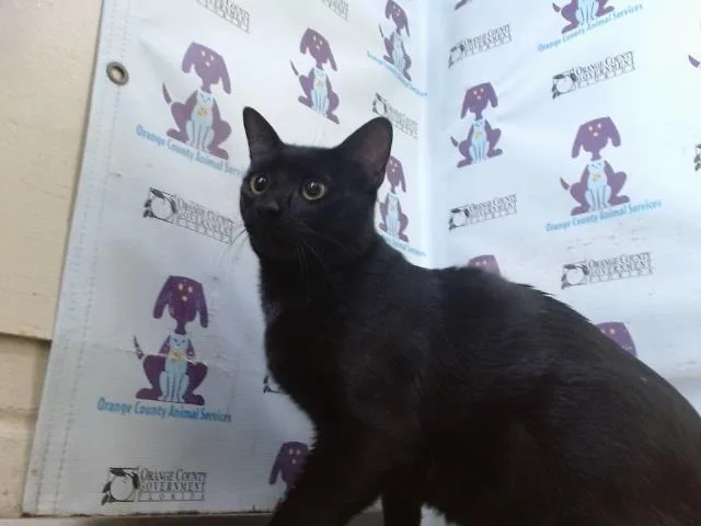 A young small-sized male Domestic Short Hair cat named Salem for adoption in Orlando, FL