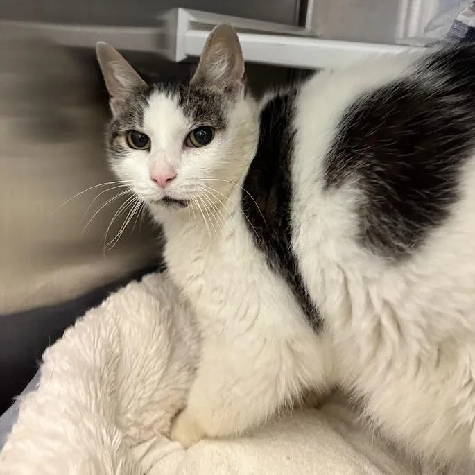 A senior large-sized male Domestic Short Hair cat named Cartman for adoption in Pittsburgh, PA