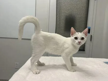 A baby small-sized female White Domestic Short Hair cat named You Can Call Me for adoption in Kansas City, MO