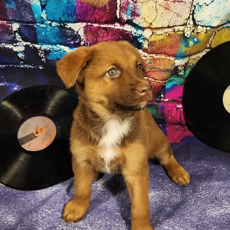 Evanescence Al thumbnail 5