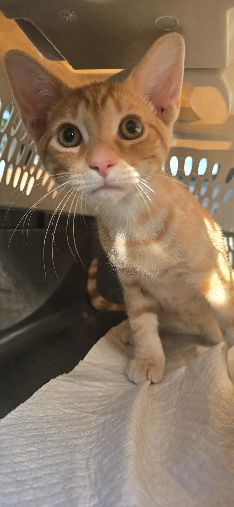 A baby medium-sized male Orange & White Domestic Short Hair cat named Dalmacio ORT for adoption in Missouri City, TX