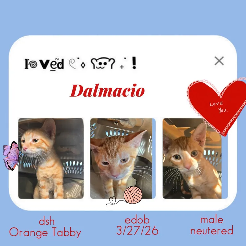 Dalmacio ORT thumbnail 2