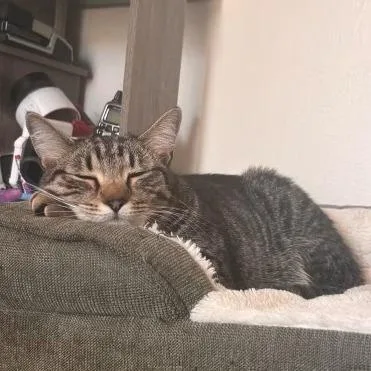 An adult medium-sized male Gray / Blue / Silver Domestic Short Hair cat named Miko for adoption in Manhattan, KS