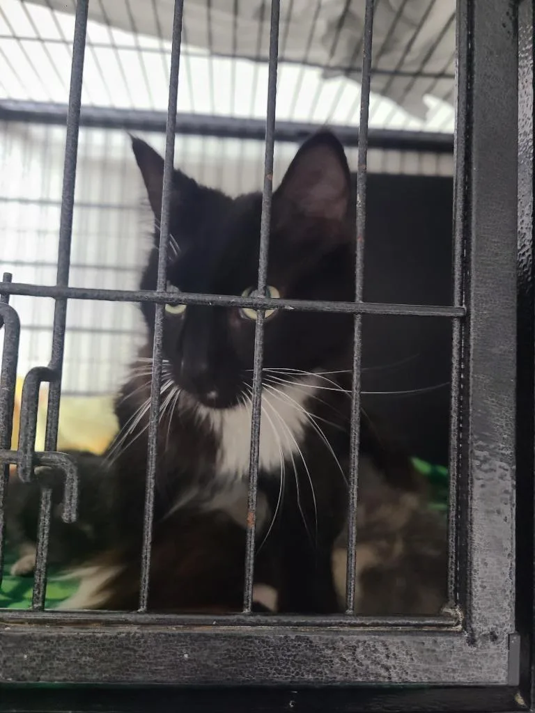 A young large-sized female Domestic Short Hair cat named C for adoption in Tifton, GA