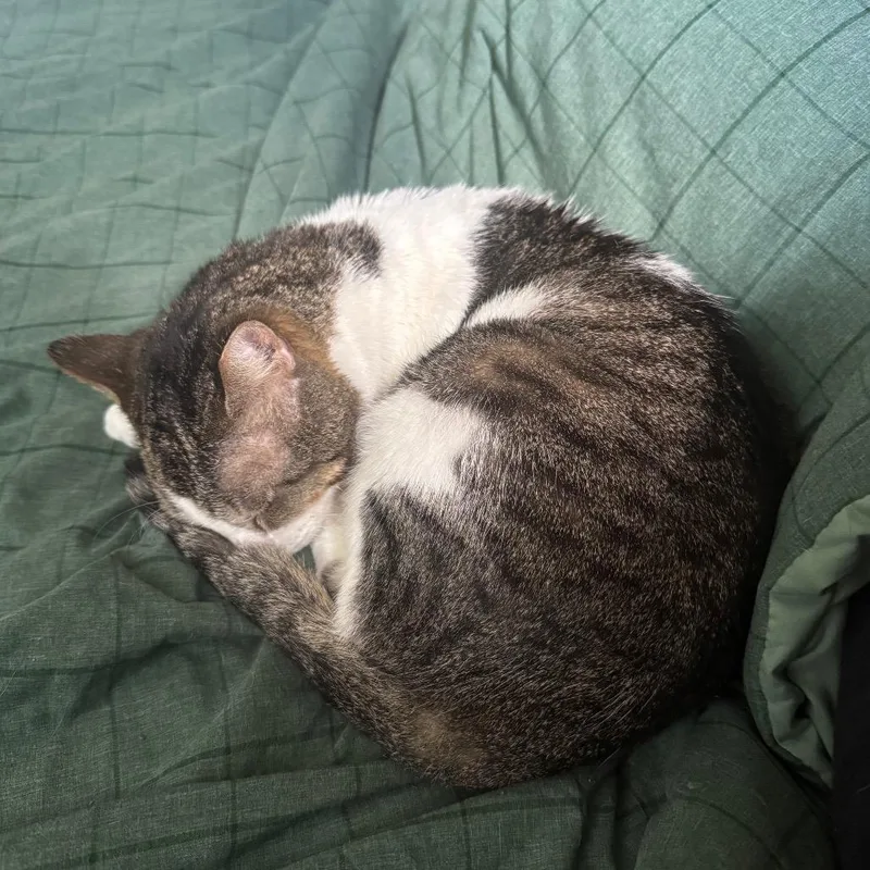 An adult large-sized male Brown / Chocolate Domestic Short Hair cat named August for adoption in Hamburg, NY