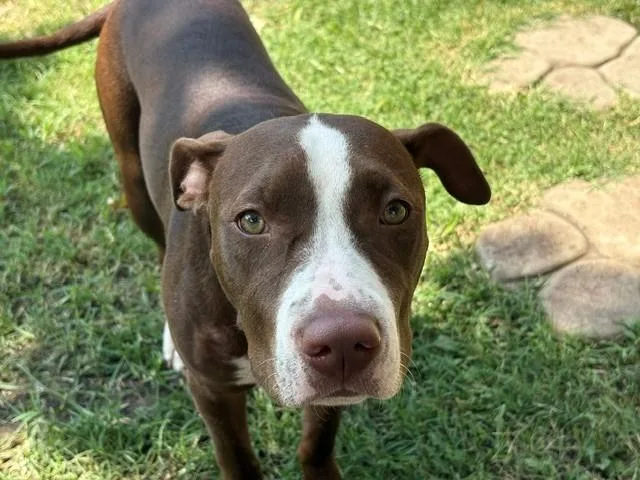 A young medium-sized female Pit Bull Terrier dog named Moonie for adoption in Tulsa, OK