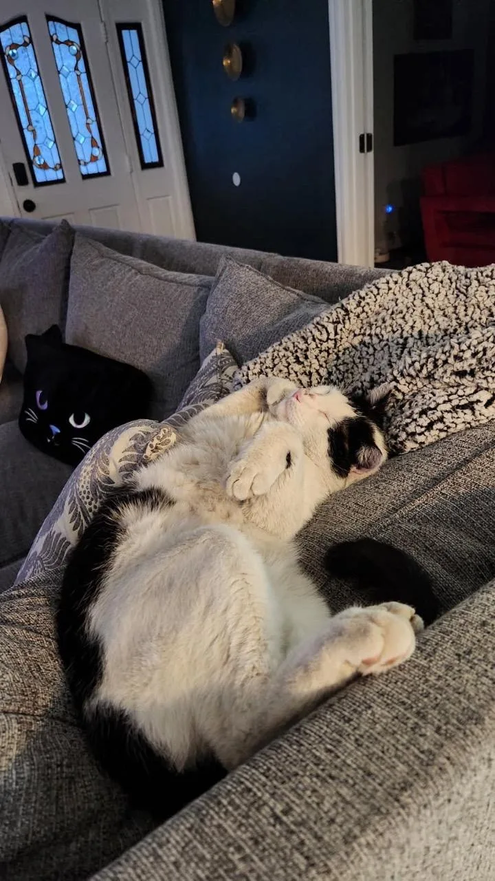 Zido thumbnail 3