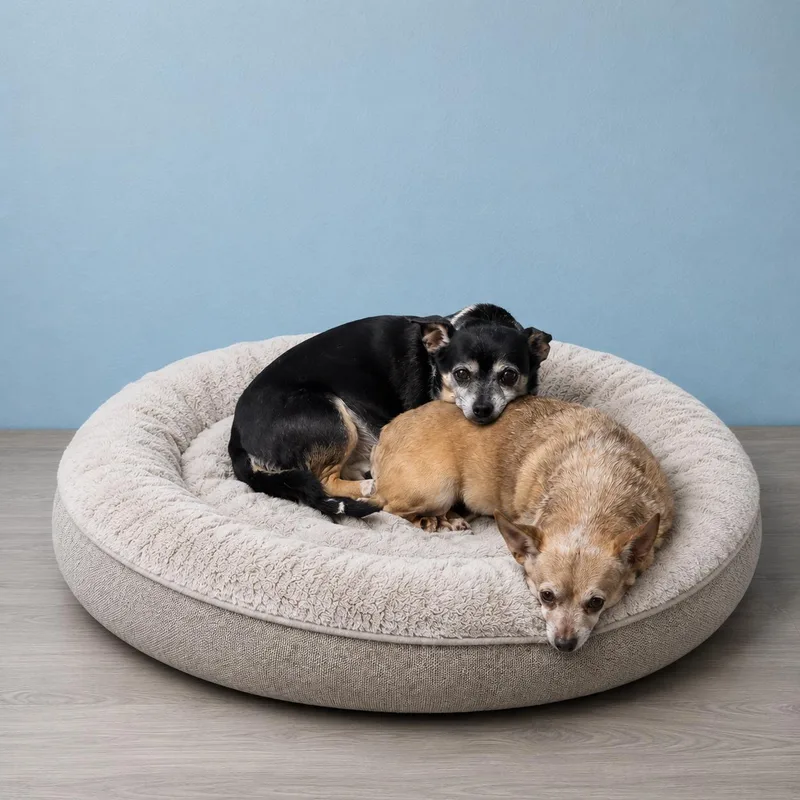A senior small-sized female Yellow / Tan / Blond / Fawn Chihuahua dog named Mocha & Mystique for adoption in Momence, IL
