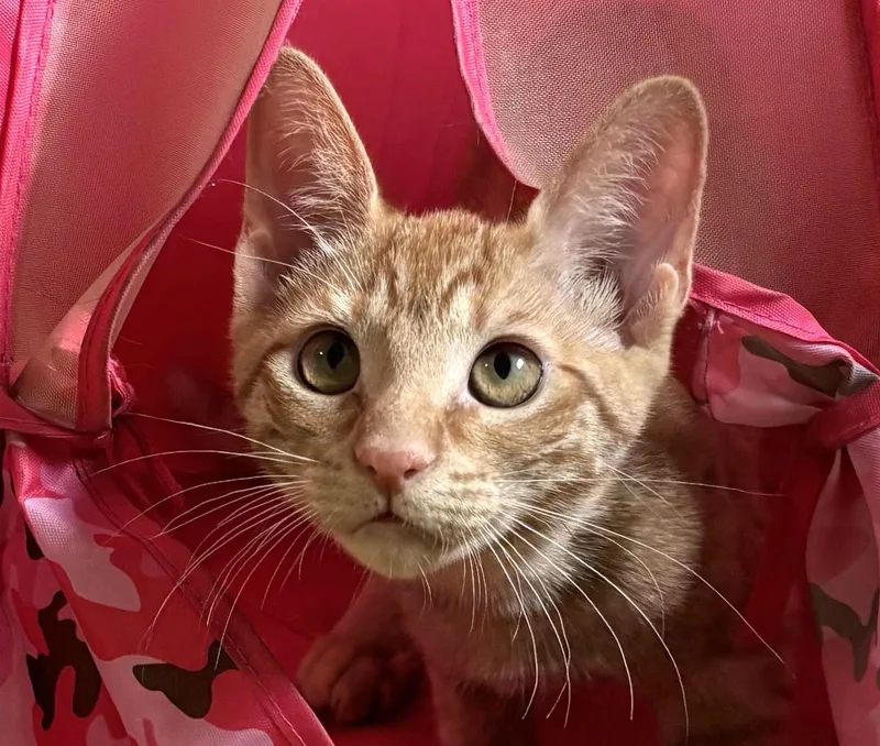 A baby medium-sized female Tabby (Orange / Red) Domestic Short Hair cat named Reba for adoption in Manitou Springs, CO