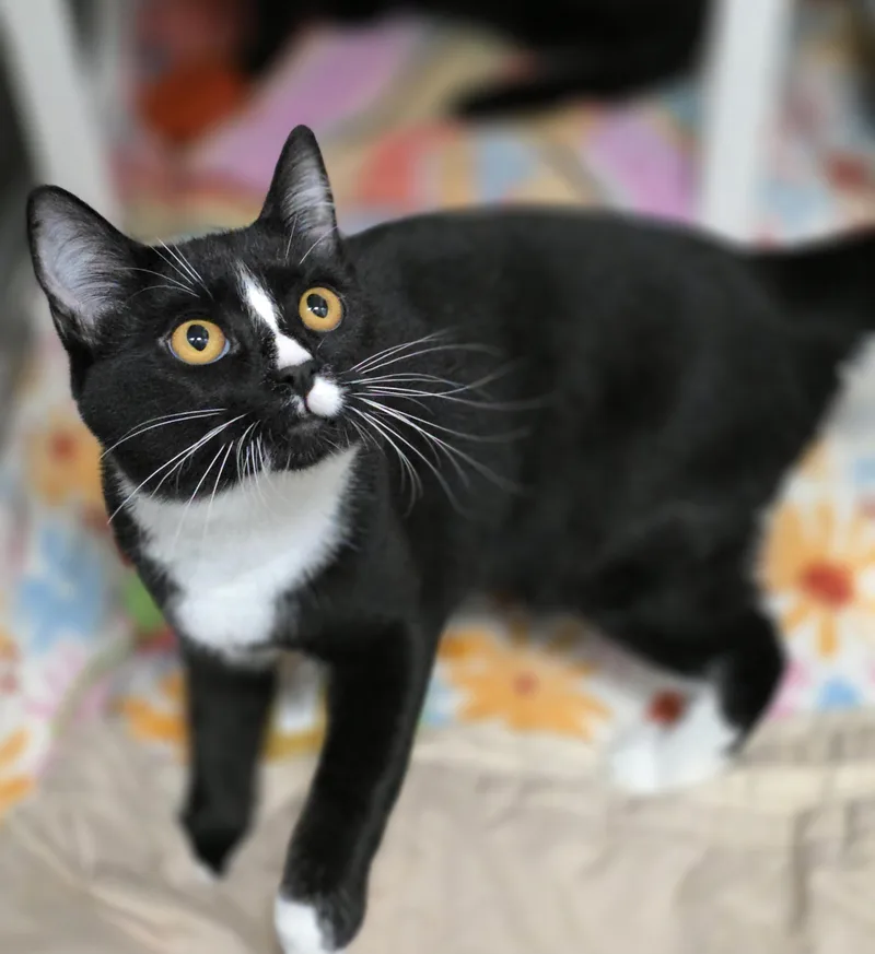 A baby medium-sized female Black Domestic Short Hair cat named Ali and Lucille for adoption in Beaverton, OR