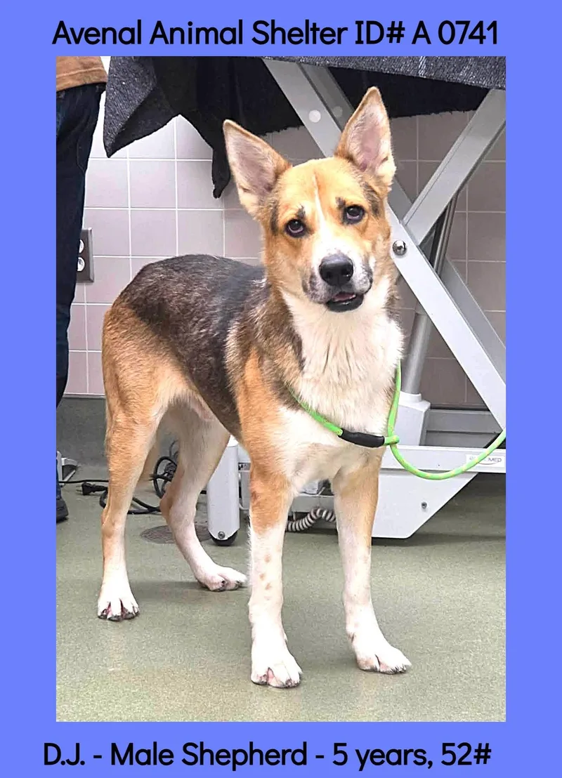 An adult medium-sized male German Shepherd Dog dog named D.j. for adoption in Avenal, CA