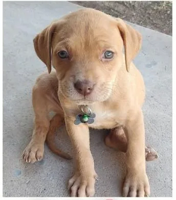 A baby small-sized female Labrador Retriever dog named Goldie for adoption in Mesa, AZ