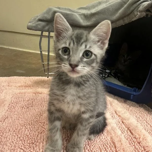 A baby small-sized female Domestic Medium Hair cat named Karoo for adoption in Walnut Creek, CA
