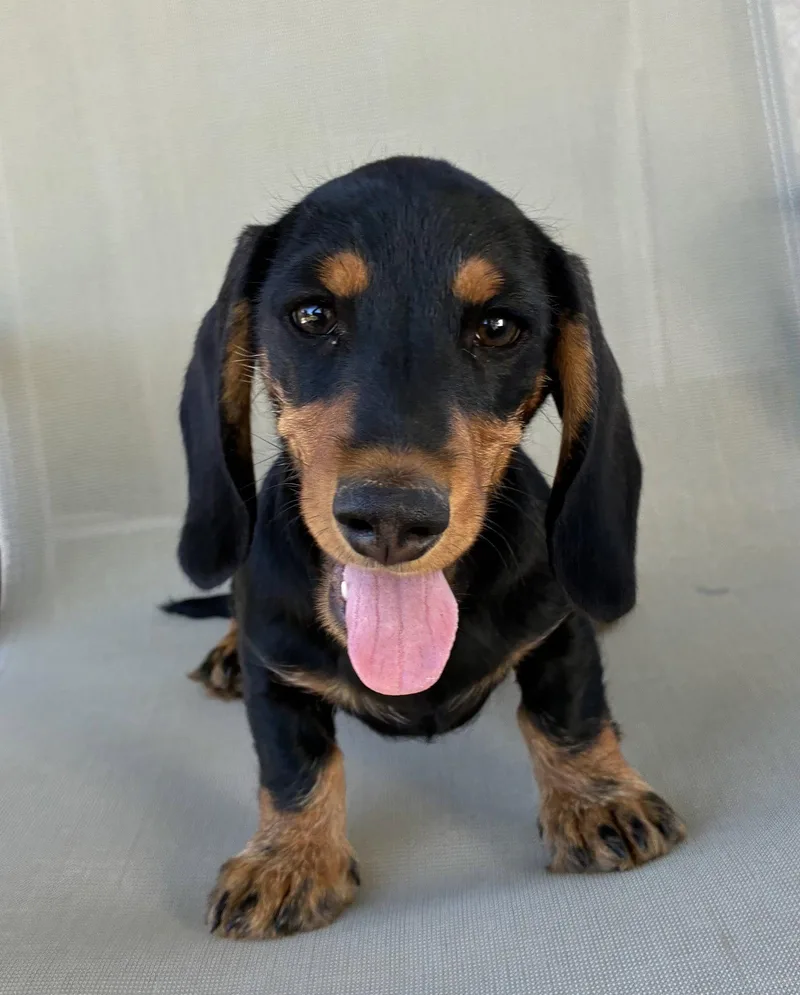 A baby small-sized male Dachshund dog named Odie for adoption in Hesperia, CA