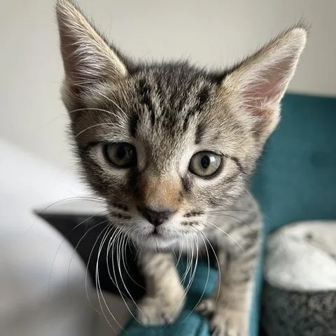 Cosmo