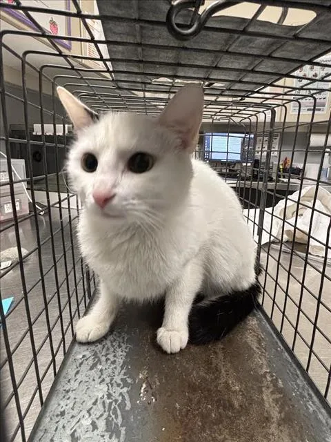 A young small-sized female Domestic Short Hair cat named Lily for adoption in Las Vegas, NV