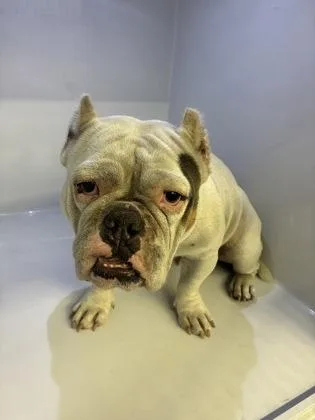 An adult medium-sized female English Bulldog dog named Tater for adoption in Gainesville, FL