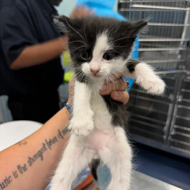 A baby small-sized male Black Domestic Short Hair cat named Ozzy for adoption in Greensboro, NC