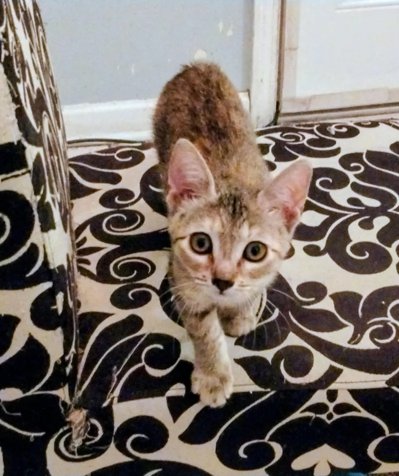 A baby medium-sized female Torbie Domestic Short Hair cat named Nyla for adoption in Metairie, LA
