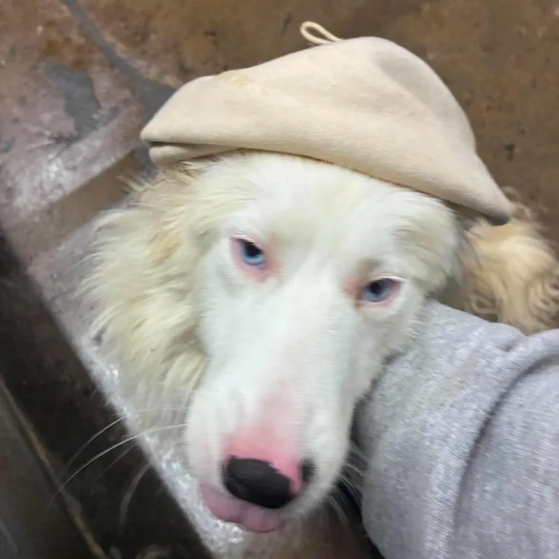 An adult small-sized male White / Cream Australian Shepherd dog named Snowball for adoption in Corbin, KY