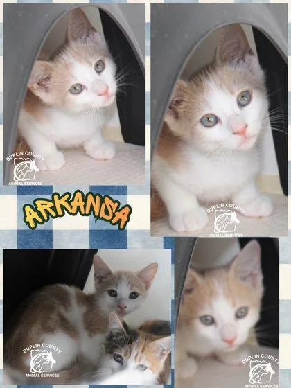 A baby medium-sized male Domestic Short Hair cat named Arkansa for adoption in Kenansville, NC