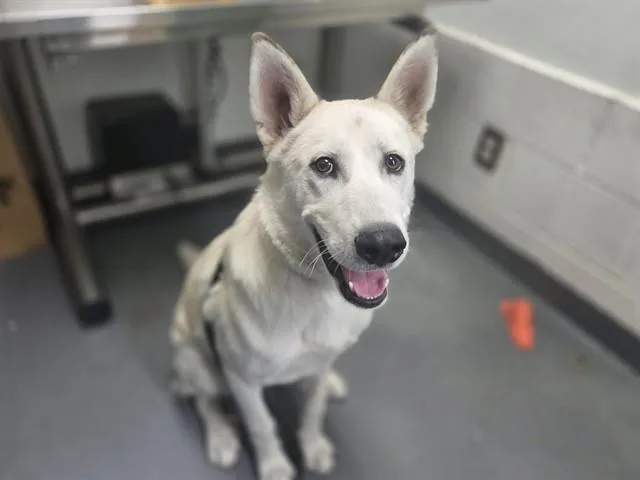A young large-sized male Siberian Husky dog named Bolt for adoption in Antioch, CA