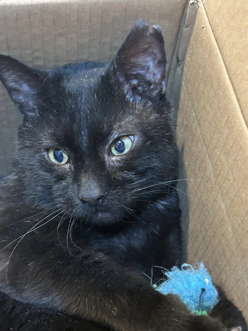 An adult medium-sized male Black Domestic Short Hair cat named Asher for adoption in Herndon, VA