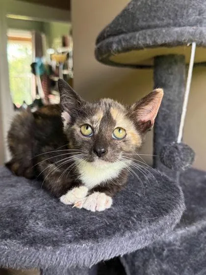 An adult small-sized female Domestic Short Hair cat named Katie Logan for adoption in Berwick, PA