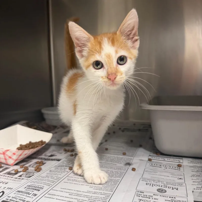 A baby small-sized male Orange / Red Domestic Short Hair cat named Jalapeno for adoption in Bryan, TX