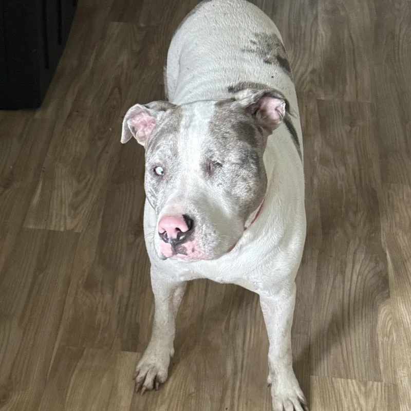 An adult medium-sized female White / Cream American Staffordshire Terrier dog named Ariel for adoption in New Orleans, LA