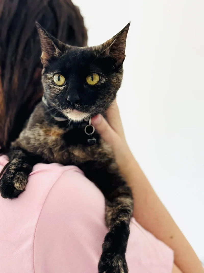 Amaretto thumbnail 2