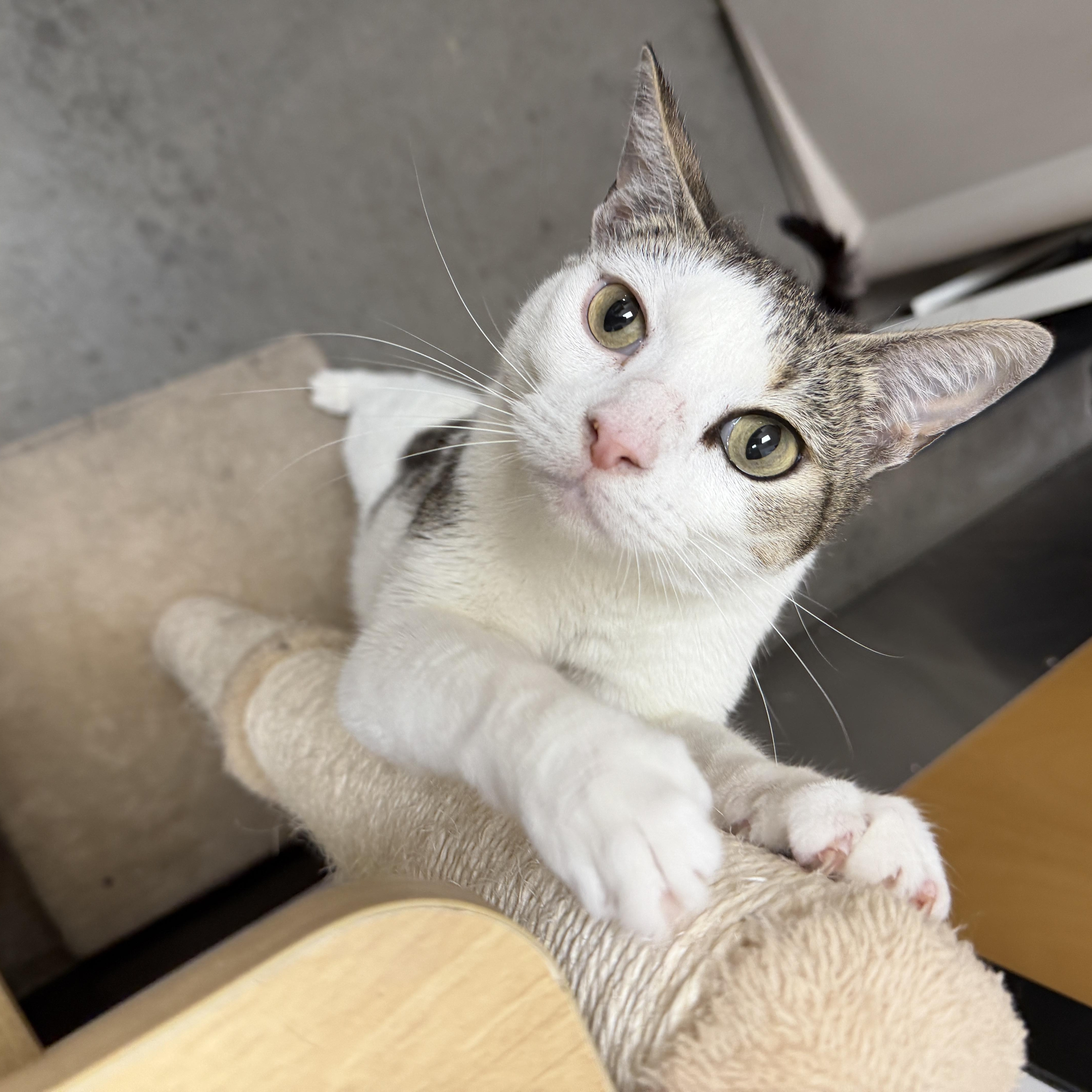 A young medium-sized female Domestic Short Hair cat named Wanda for adoption in Chandler, AZ