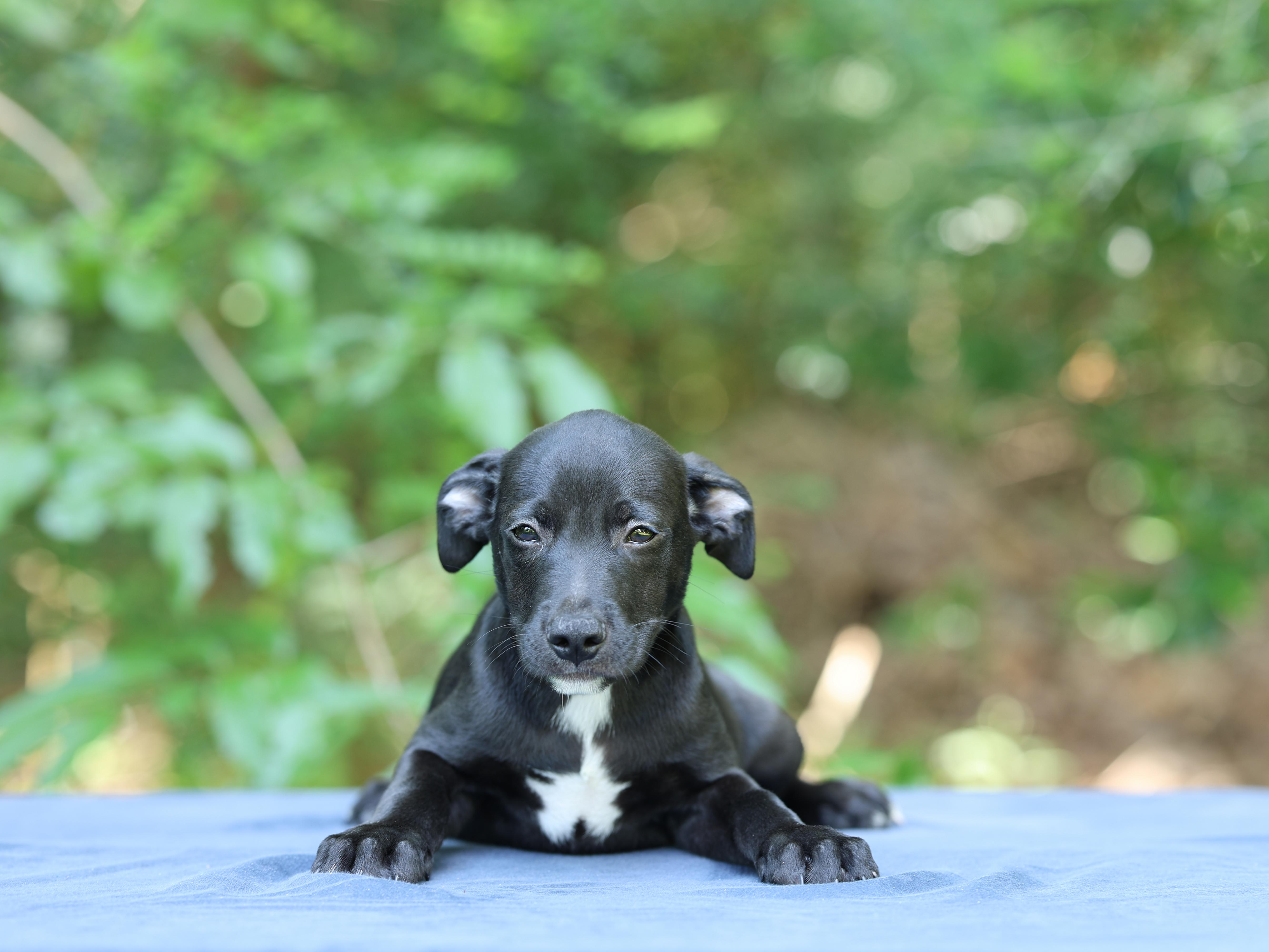 A baby medium-sized male Black Labrador Retriever dog named Noah for adoption in Lucedale, MS