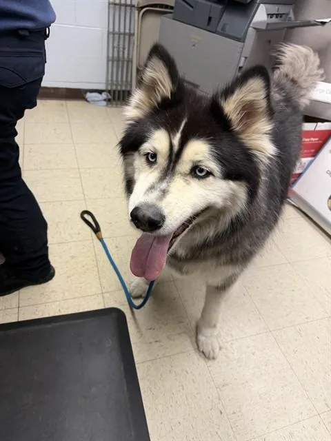 An adult extra large-sized male Alaskan Malamute dog named Damon for adoption in Stockton, CA
