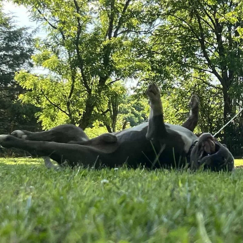 Brutus Beefcake thumbnail 2