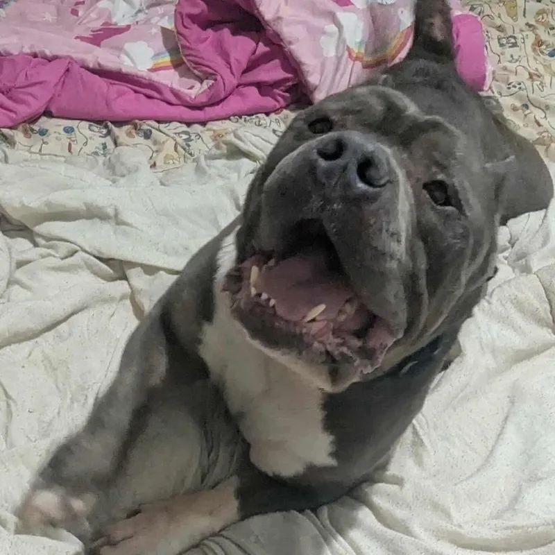 Brutus Beefcake thumbnail 3