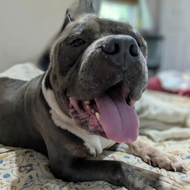 Brutus Beefcake thumbnail 4