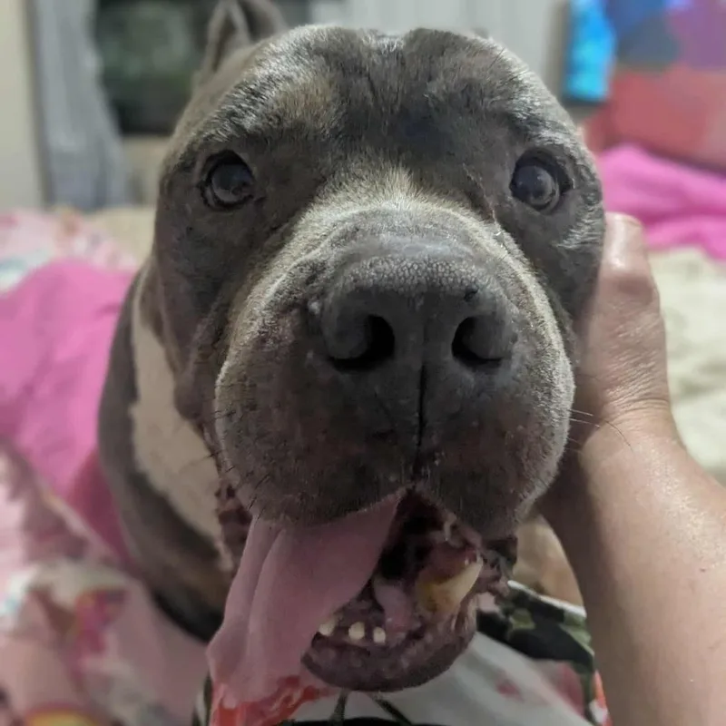 Brutus Beefcake thumbnail 6