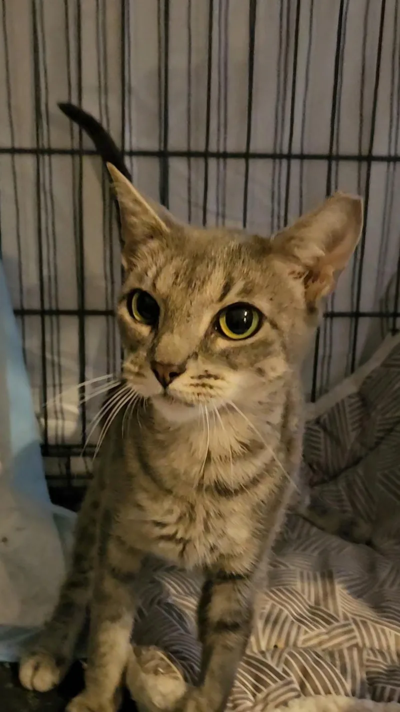 A young medium-sized female Tabby (Gray / Blue / Silver) American Shorthair cat named Wallflower N. — A for adoption in New York, NY