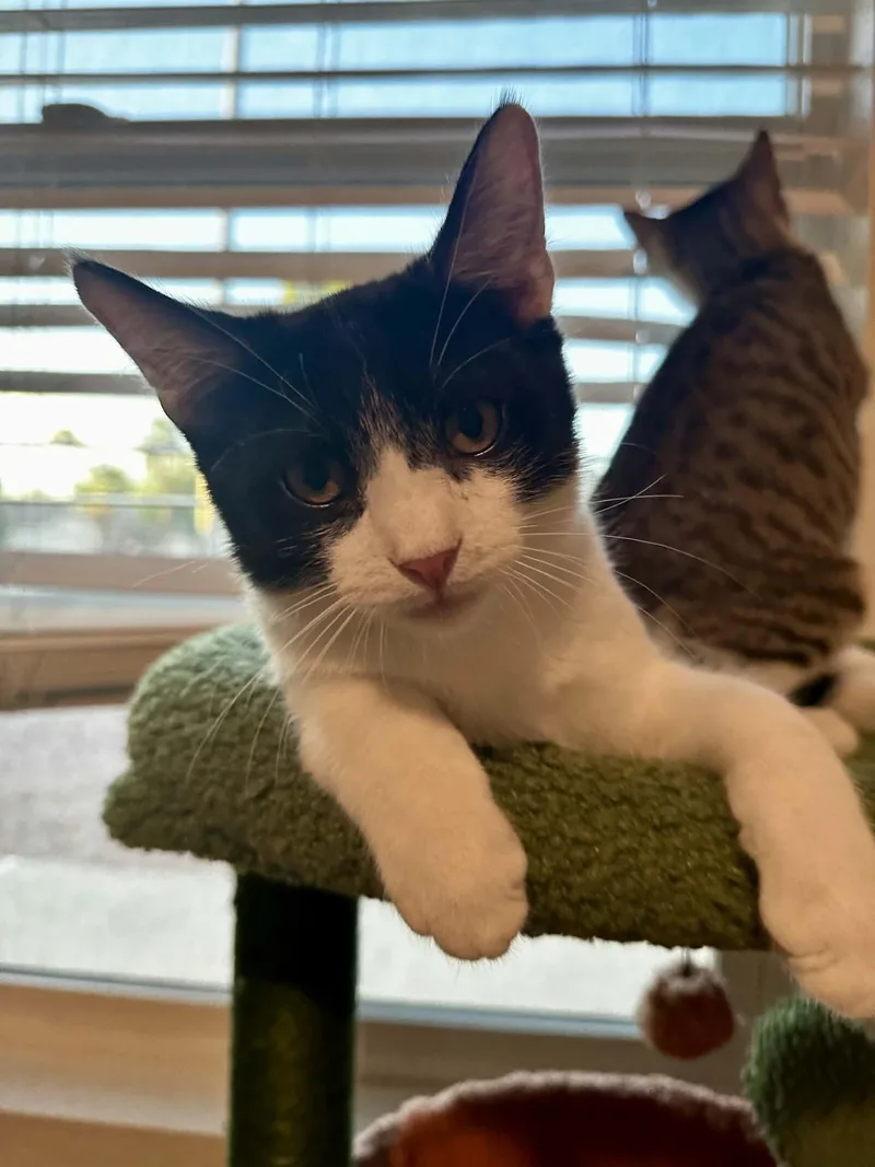 A baby small-sized male Black & White / Tuxedo Domestic Short Hair cat named Sylvester for adoption in Youngtown, AZ