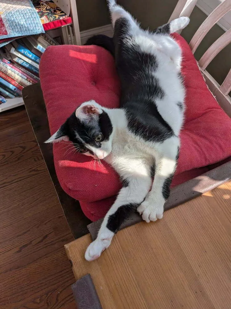 A baby small-sized female Black & White / Tuxedo Domestic Medium Hair cat named Minnie for adoption in Mooresville, NC