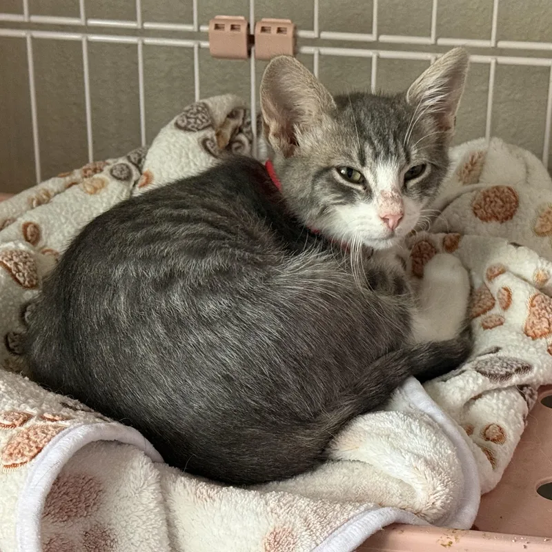 Snap thumbnail 4