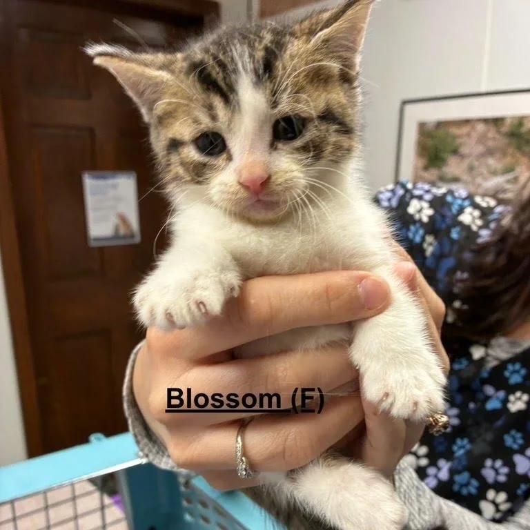 A baby medium-sized female Domestic Short Hair cat named Blossom for adoption in West Orange, NJ