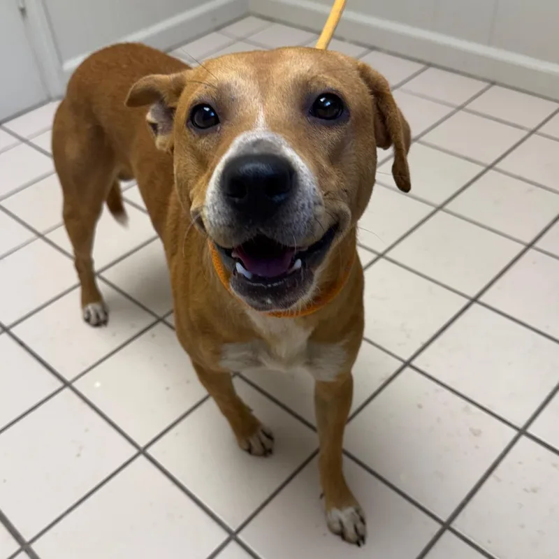 An adult medium-sized male Yellow / Tan / Blond / Fawn Cattle Dog dog named TUSCStray for adoption in Tuscaloosa, AL
