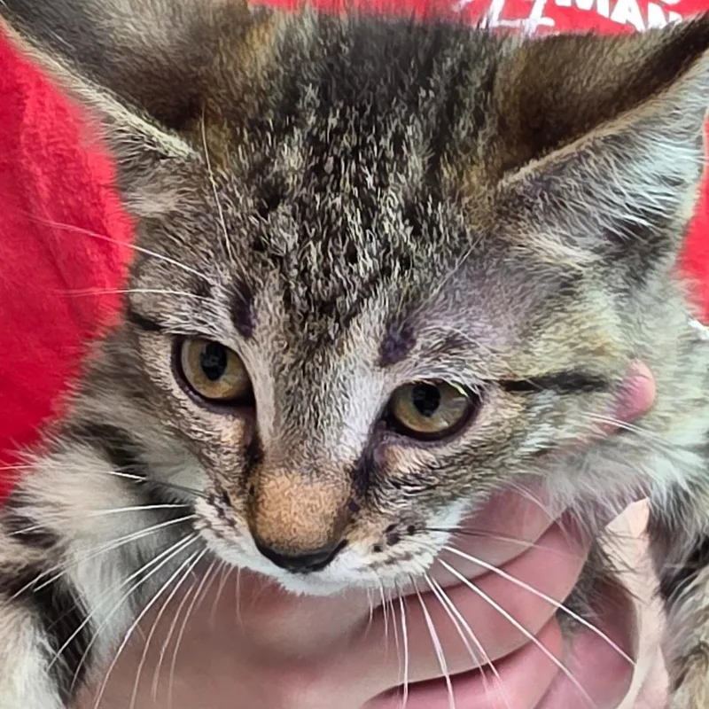 A baby small-sized female Brown / Chocolate Domestic Short Hair cat named Lilac for adoption in Leander, TX