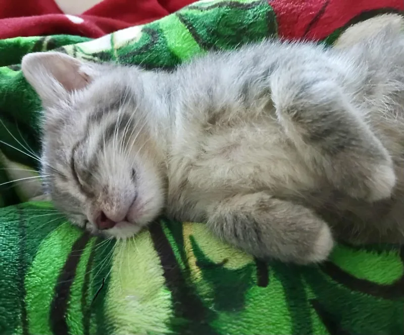 A baby small-sized female Tabby (Gray / Blue / Silver) American Shorthair cat named Gabby for adoption in Johnson City, TN