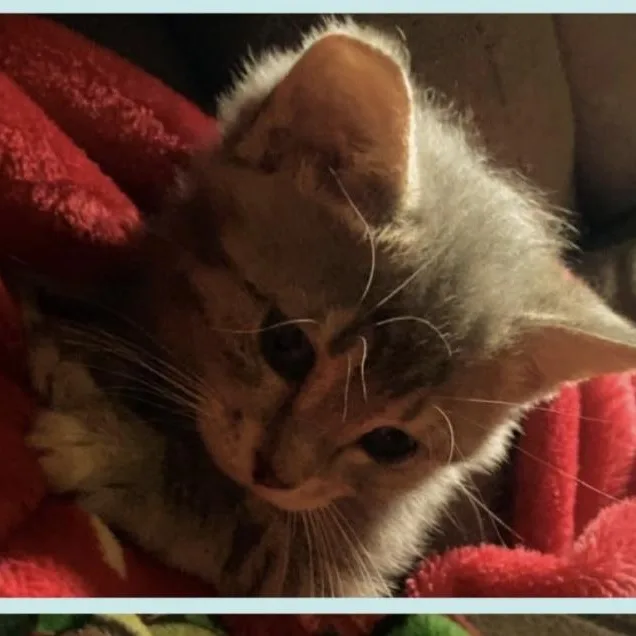 Gabby thumbnail 3