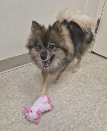 An adult small-sized female Bicolor Pomeranian dog named Chloe for adoption in Hamilton, OH